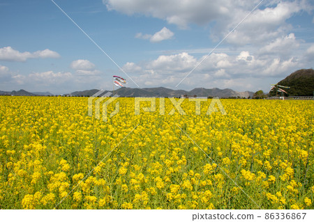 Roadside Station Kasaoka Bay Farm, Kasaoka City, Okayama Prefecture 10 million rape blossom fields are a masterpiece Roadside Station Kasaoka Bay Farm, Kasaoka City, Okayama Prefecture 10 million rape blossom fields are a masterpiece 86336867