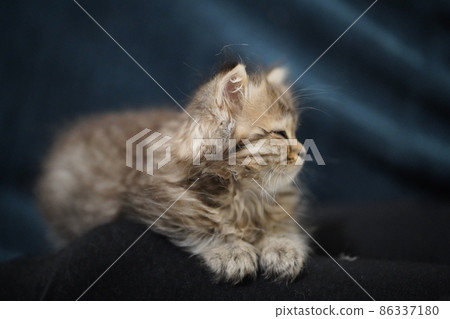 Scottish fold longhair kitten. Highland 86337180