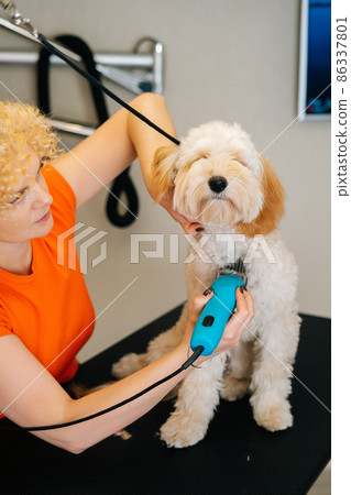 Vertical portrait of female groomer cutting obedient curly dog Labradoodle by haircut machine for animals at table in grooming salon. Purebred pet getting haircut with shaving machine. 86337801