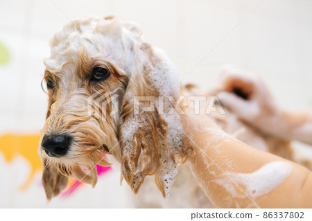 Close-up muzzle of cute obedient curly Labradoodle dog, female groomer washing pet with shampoo in bathroom at grooming salon. Unrecognizable woman owner carefully washes pet fur in bath at home. Close-up muzzle of cute obedient curly Labradoodle dog, female groomer washing pet with shampoo in bathroom at grooming salon. Unrecognizable woman owner carefully washes pet fur in bath at home. 86337802