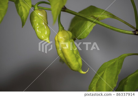 unripe naga jolokia red chili pepper 86337914