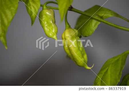 unripe naga jolokia red chili pepper 86337919