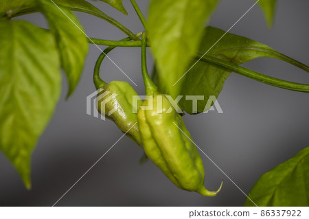 unripe naga jolokia red chili pepper 86337922