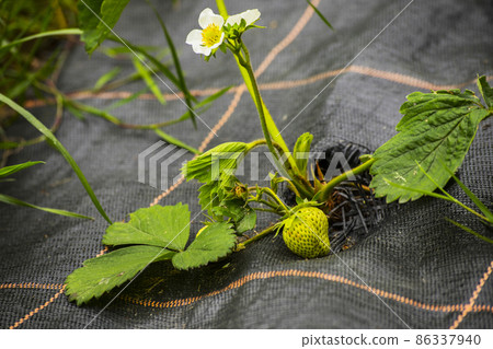 unripe strawberry in garden unripe strawberry in garden 86337940