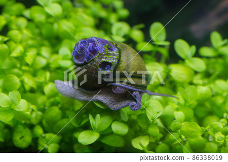 蝸牛在水生植物上移動 蝸牛在水生植物上移動 86338019