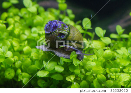 蝸牛在水生植物上移動 2 86338020