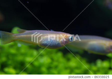 猩紅眼高2 猩紅眼高2 86338025