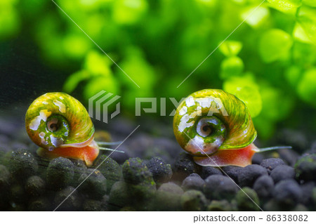 Red rams horn walking side by side 86338082