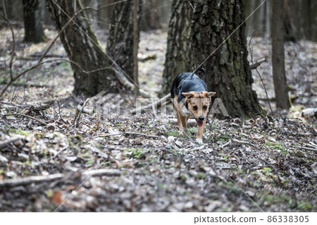 young dog playing in forest 86338305