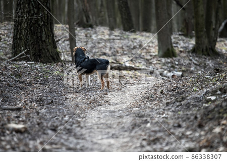 young dog playing in forest 86338307