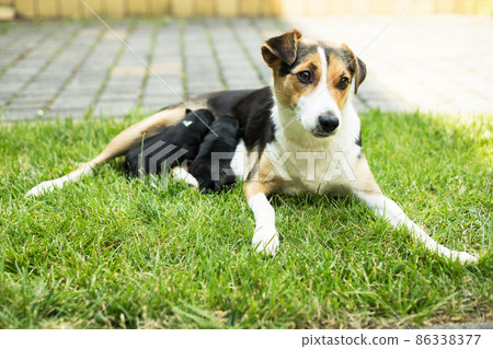 young dog rest in garden young dog rest in garden 86338377