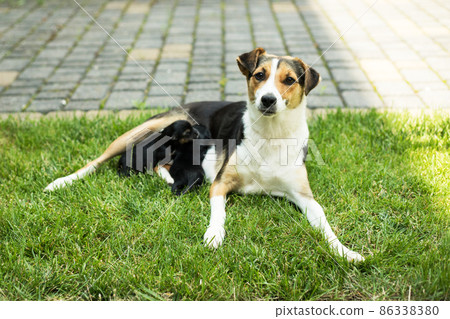 young dog rest in garden 86338380
