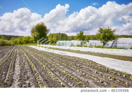 Eco farm with nonwoven agrotextile partly covering field. Eco farm with nonwoven agrotextile partly covering field. 86339366
