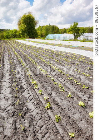 Eco farm with nonwoven agrotextile partly covering field. Eco farm with nonwoven agrotextile partly covering field. 86339367