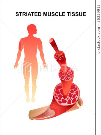 skeletal muscle structure close up 86339912