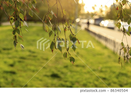 Hanging branches of birch. Selective focus photography with bokeh. Green blurred background. Hanging branches of birch. Selective focus photography with bokeh. Green blurred background. 86340504