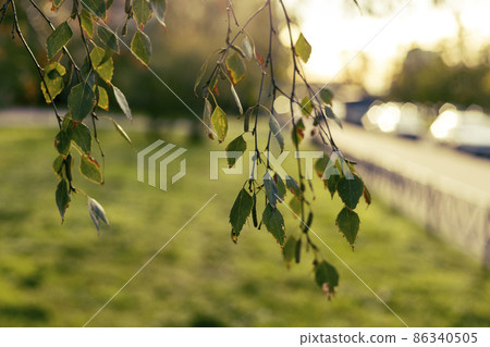 Hanging branches of birch. Selective focus photography with bokeh. Green blurred background. Hanging branches of birch. Selective focus photography with bokeh. Green blurred background. 86340505