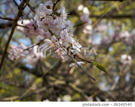 Cherry blossom branch in bloom. Closeup of sakura flowers on blurred bokeh background.Garden on sunny spring day. Soft focus macro floral photography. Shallow depth of field. Cherry blossom branch in bloom. Closeup of sakura flowers on blurred bokeh background.Garden on sunny spring day. Soft focus macro floral photography. Shallow depth of field. 86340540