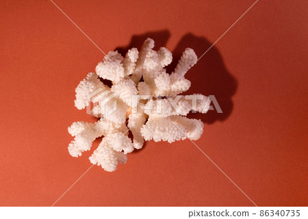 White Sea Coral on a brick color background. 86340735