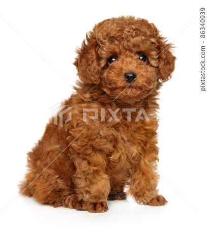 Poodle puppy looking at the camera 86340939