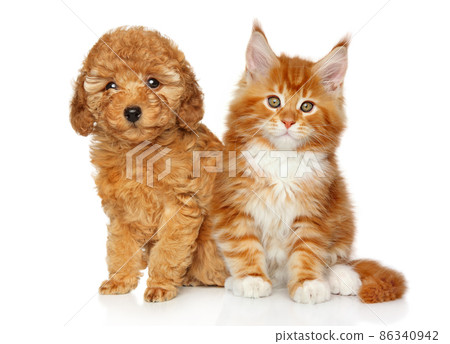 Puppy and kitten on a white background Puppy and kitten on a white background 86340942