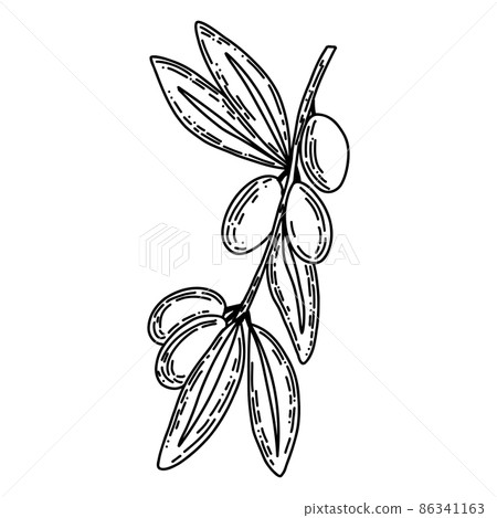 Vector logo of olives on a branch in black colour. Modern logo in doodle style. Minimalistic floral vector illustration. Elegant sign for canned olives, olive oil, olive trees, logo of branch Vector logo of olives on a branch in black colour. Modern logo in doodle style. Minimalistic floral vector illustration. Elegant sign for canned olives, olive oil, olive trees, logo of branch 86341163