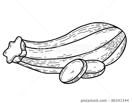 Vegetable culture marrow. Beautiful oblong striped zucchini and chopped pieces of vegetables. Vector illustration. Linear hand drawing in doodle style, outline for design, decor and decoration 86341344
