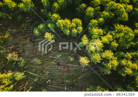 Aerial View Green Forest Deforestation Area Landscape. Top View Of Fallen Woods Trunks And Growing Forest. European Nature From High Attitude In Summer Season. Drone View. Aerial View Green Forest Deforestation Area Landscape. Top View Of Fallen Woods Trunks And Growing Forest. European Nature From High Attitude In Summer Season. Drone View. 86341384