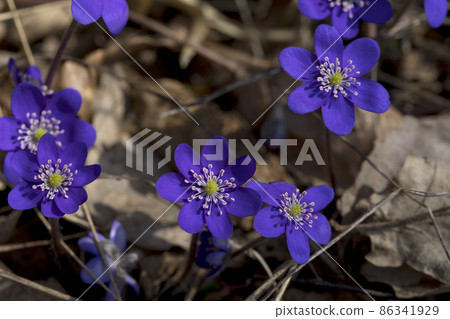 Anemone hepatica (Hepatica nobilis) Liverwort flowering in spring in the forest. 86341929