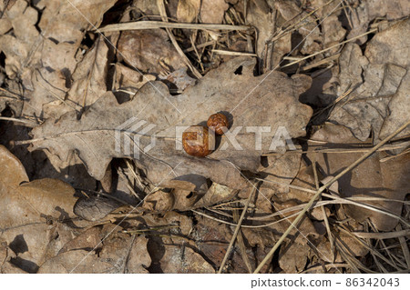 Oak apple or oak gall on a fallen dry leaf in a forest in springtime. Tree infection. Oak apple or oak gall on a fallen dry leaf in a forest in springtime. Tree infection. 86342043