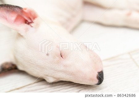 a mini bull terrier puppy sleeps on the floor. a mini bull terrier puppy sleeps on the floor. 86342686