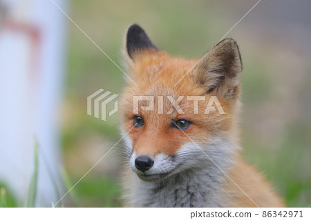 [Hokkaido] Red fox 86342971