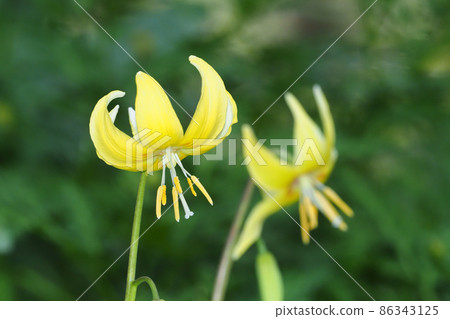 Flower of Kibanakatakuri 86343125