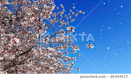 Close up sakura in blossom on blue sky background Close up sakura in blossom on blue sky background 86344417