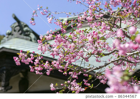 鎌倉開藏寺的海道 鎌倉開藏寺的海道 86344567