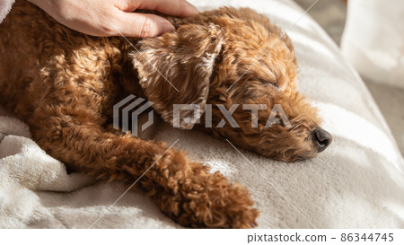 一隻老玩具貴賓犬，被按摩，睡得舒服 86344745