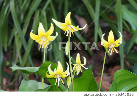 Flower of Kibanakatakuri Flower of Kibanakatakuri 86345036