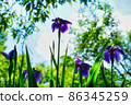 Iris 86345259