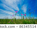 Agrostenma Flower 86345514