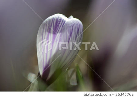 Flower telling the spring Flower telling the spring 86345762