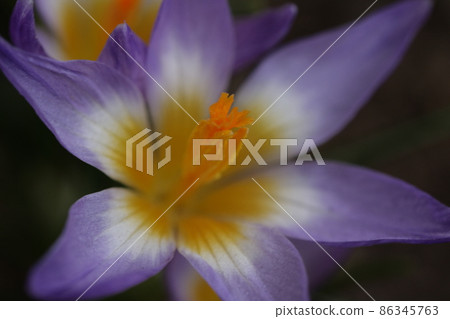 Flower telling the spring Flower telling the spring 86345763