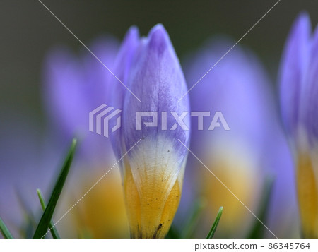 Flower telling the spring Flower telling the spring 86345764