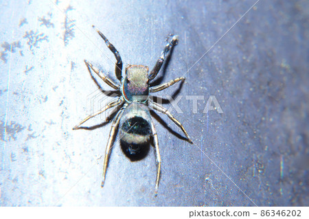 Jumping spider Jumping spider 86346202