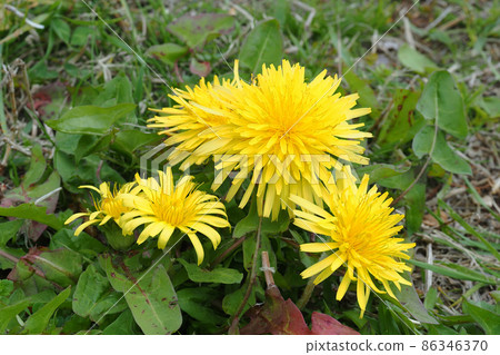 Dandelion dandelion flowers Dandelion dandelion flowers 86346370