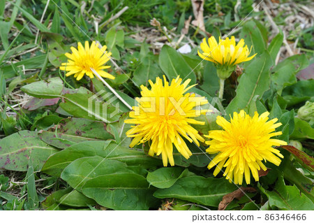 Dandelion dandelion flowers Dandelion dandelion flowers 86346466