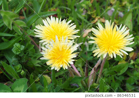 Usujirokanto dandelion flower Usujirokanto dandelion flower 86346531