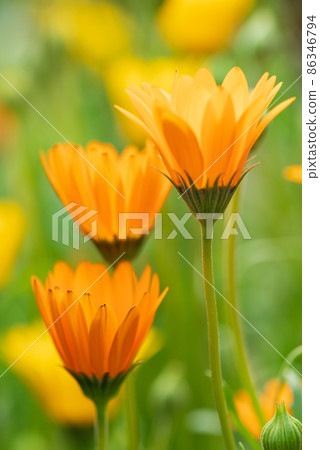 用微距鏡頭拍攝 Fuyu Shiraz 的特寫鏡頭 86346794