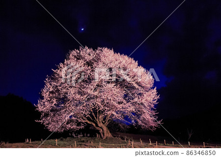 櫻花在晚上1 櫻花在晚上1 86346850