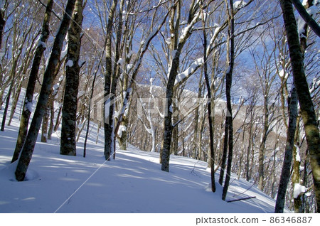 吾妻山雪景、灌木叢、山毛櫸林 吾妻山雪景、灌木叢、山毛櫸林 86346887