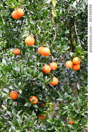 奄美大島栽培的短觀水果 奄美大島栽培的短觀水果 86346898